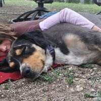 Siete horas después de desaparecer, una niña de dos años fue encontrada en el monte dormida y protegida por su perro