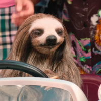 Un sanguinario oso perezoso con muchas chicas universitarias a las que asesinar, la absurda pero muy viral premisa de esta película de terror y comedia