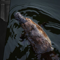 Durante la Segunda Guerra Mundial, Australia envió un ornitorrinco a Churchill. Murió en el viaje y 82 años después sabemos por qué 