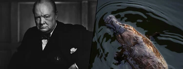 Durante la Segunda Guerra Mundial, Australia envió un ornitorrinco a Churchill. Murió en el viaje y 82 años después sabemos por qué 
