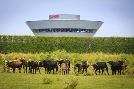 Toros Auroch Porsche
