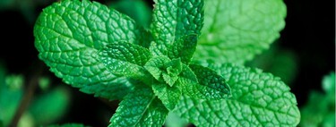 La hierbabuena crece sin complicaciones, pero hay un detalle que suele pasarse por alto y puede arruinar el jardín 