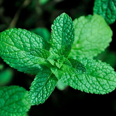 La hierbabuena crece sin complicaciones, pero hay un detalle que suele pasarse por alto y puede arruinar el jardín 