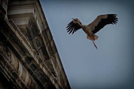 La cigüeña que remontó el vuelo
