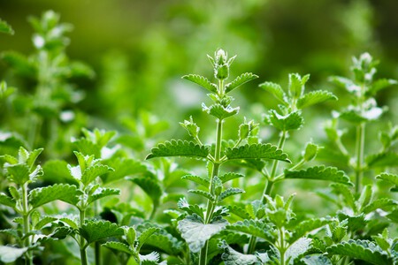 menta