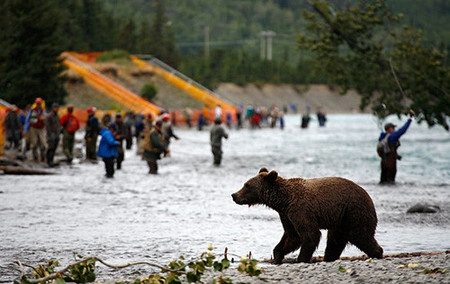 Alaska: viaje en tren al hogar del oso pardo