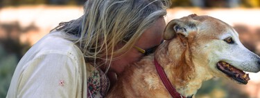 Seu cachorro aprende sua rotina, sua voz e até mesmo seu cheiro: é por isso que ele percebe quando você não está se sentindo bem 