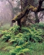 El Hierro: "Primer territorio autoabastecido por Energías Renovables al 100%"