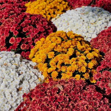 Qué plantar en octubre para tener una terraza llena de flores durante todo el invierno 