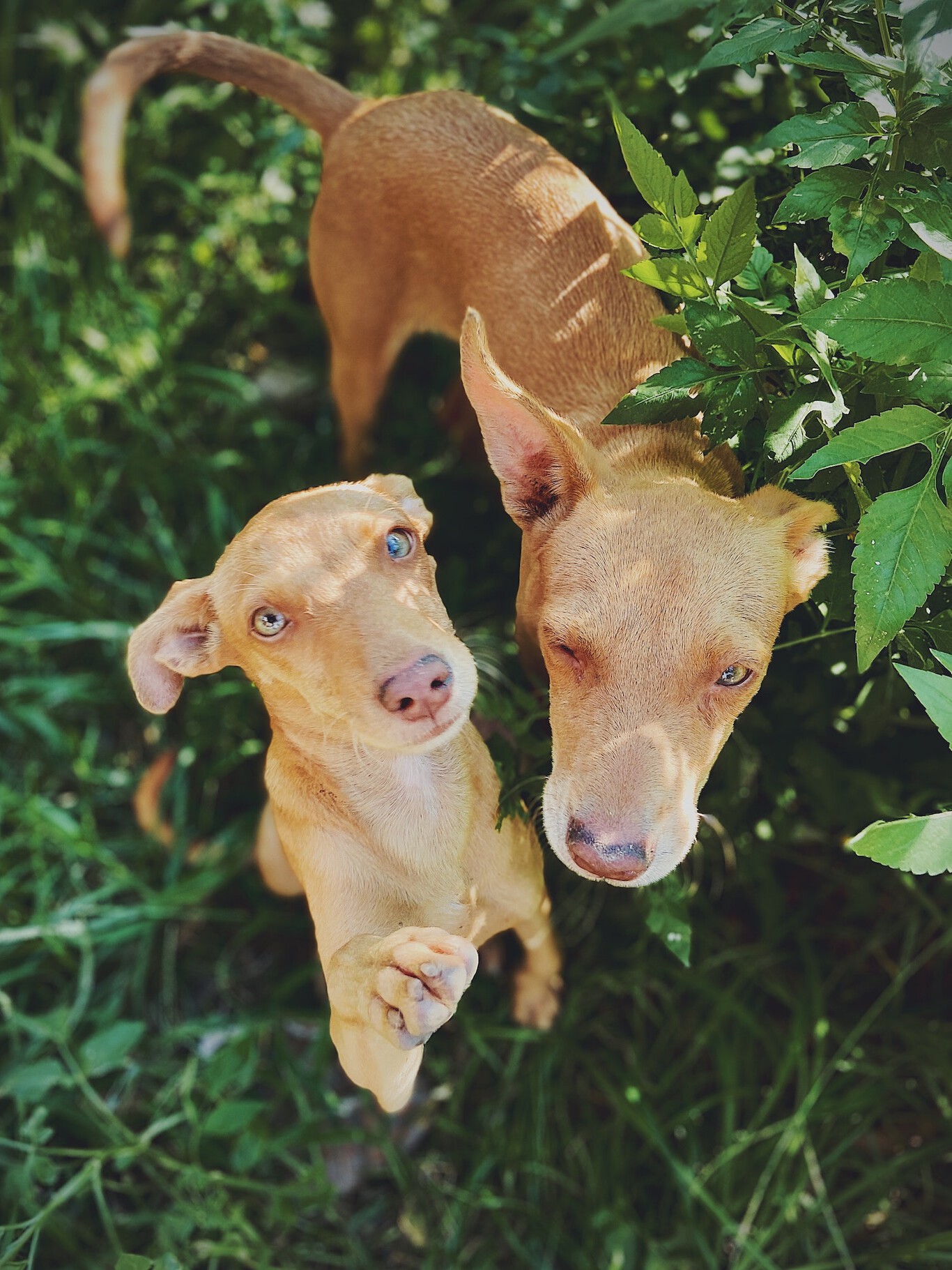 La raza de perros adoptados más común en España es perfecta para hacer ...