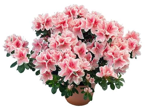 Azalea - Flor de interior
