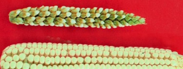 Quem vê lindas frutas e legumes hoje no mercado jamais imaginaria que antes da engenharia genética elas eram completamente diferentes — em aparência e sabor 