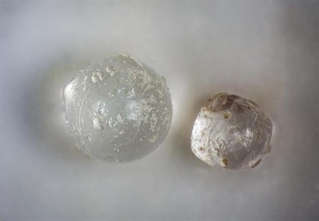 Desechos de impacto de meteoritos han quedado preservadas en estas almejas fósiles