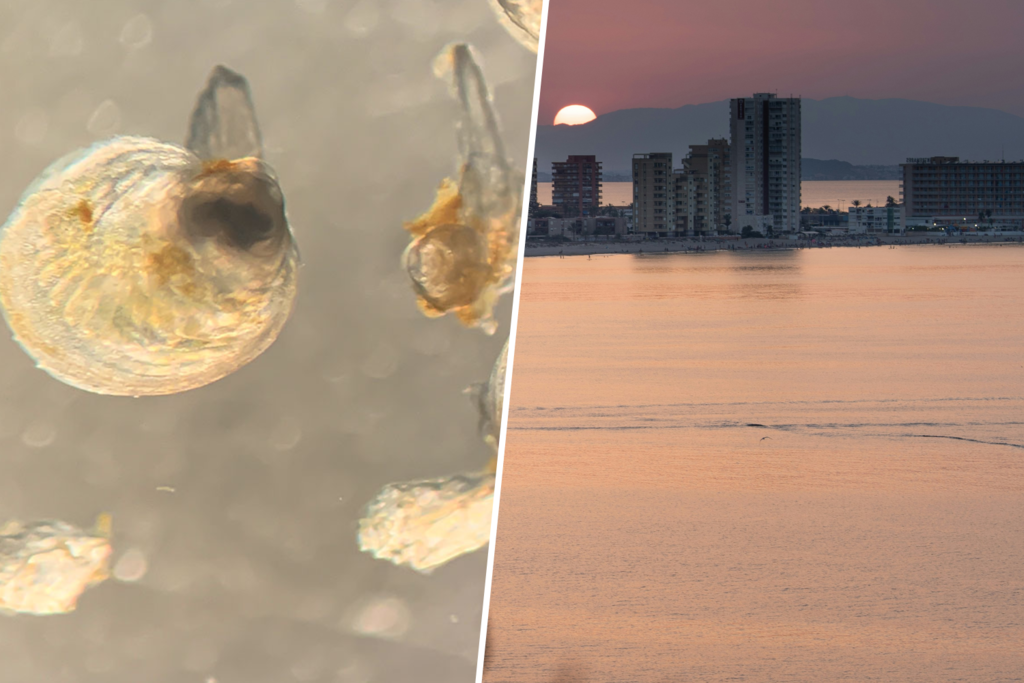 El Mar Menor está tan mal que los científicos solo ven una solución: meter 60 millones de ostras allí dentro 