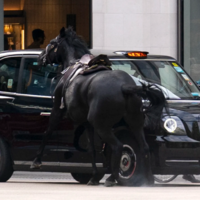 Londres volvió al pasado por un momento: caballos se escaparon corriendo al centro de la ciudad y causaron caos en el tráfico a hora pico