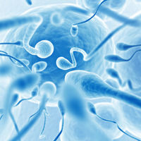 Semana 3 de embarazo: la maravilla de la fecundación