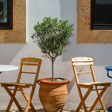 Belleza mediterránea en pocos metros: el árbol mini que vive bien en balcones 