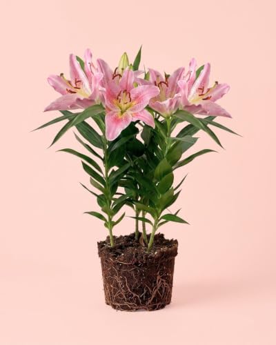 PUR PLANT Lirio Oriental en flor