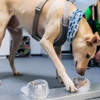 En el aeropuerto de Helsinki prueban perros adiestrados para detectar positivos en COVID-19... y parece que funciona