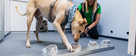 En el aeropuerto de Helsinki prueban perros adiestrados para detectar positivos en COVID-19... y parece que funciona