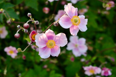 Pexels Niko D 278506490 33362567