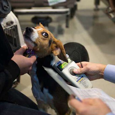 Todo lo que necesitamos saber para viajar en avión con nuestros perros 