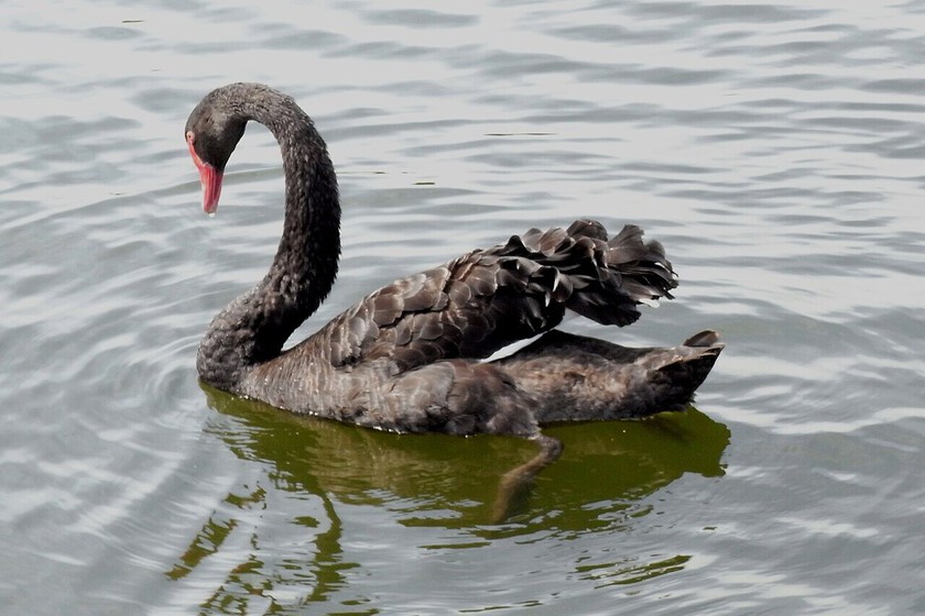 Tenemos un término para los eventos tan improbables que resultan difíciles de imaginar: cisnes negros. Este apagón es candidato a serlo