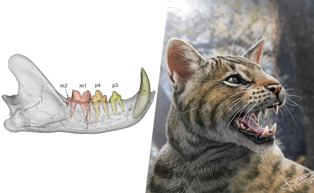El último hallazgo arqueológico en España tiene a un protagonista familiar: una nueva especie de 