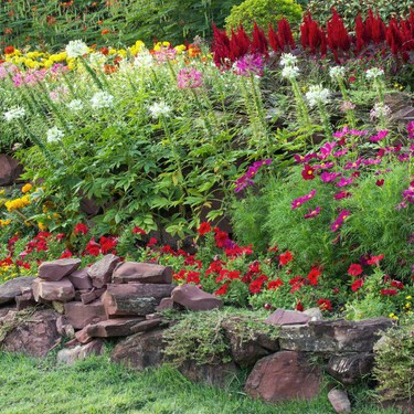 Plantas vivaces: las 3 especies que duran más de dos años y sobreviven al frío