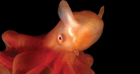 El pulpo más brillante de la naturaleza parece de otro planeta