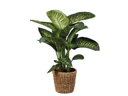 Dieffenbachia