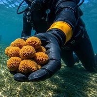 Unos científicos metieron 42 esponjas marinas en el puerto español más contaminado. 455 días después han descubierto a la más resistente 