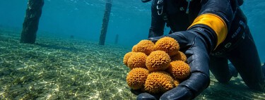 Unos científicos metieron 42 esponjas marinas en el puerto español más contaminado. 455 días después han descubierto a la más resistente 