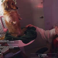 Si piensas que es IA, te equivocas de lleno: una perra ha aprendido a jugar League of Legends 