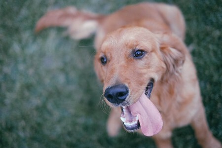 Perros Sentimientos Emociones Simples Complejas