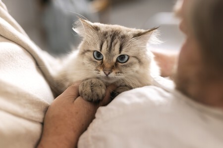 Acariciar gatos
