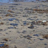 Las playas de Veracruz parecen limpias, pero especialistas advierten que el petróleo podría seguir enterrado en la arena 