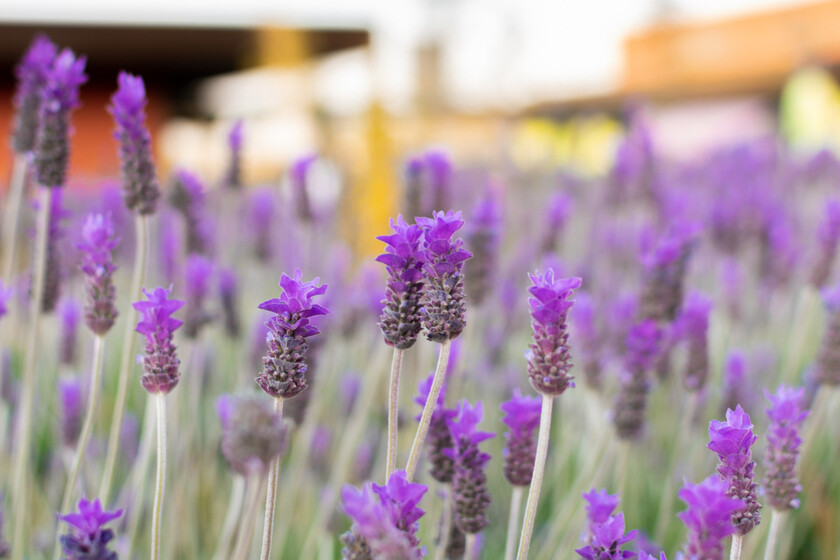 Como Cortar Secar Lavanda Verano