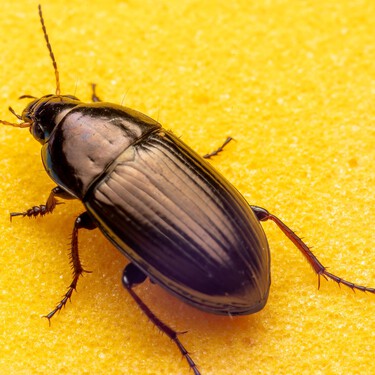 Ni ácido ni insecticidas: la mejor forma de ahuyentar las cucarachas en la cocina y el jardín 