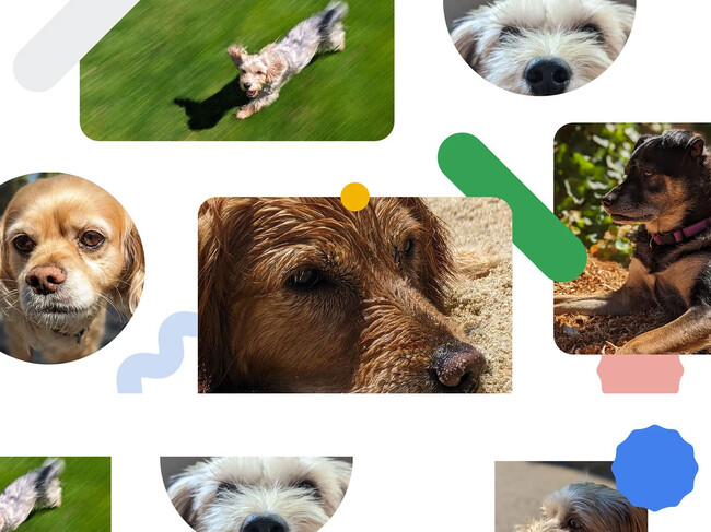 Perros