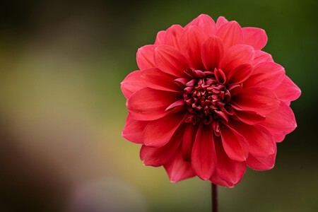 Pexels Alexasfotos 34302954