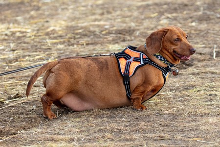 Cachorro da raça Dachshund acima do peso com coleira de passeio