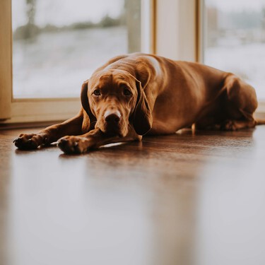 ¿Habrá ley de Bienestar Animal? Esta semana se vota si sale adelante sin los perros de caza 