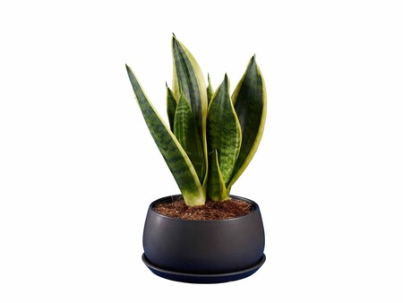 Sansevieria