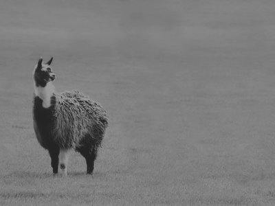 Winamp volverá en 2019 como un servicio totalmente renovado