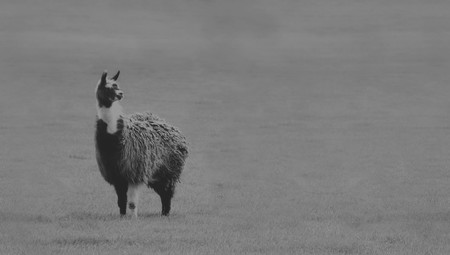 Winamp volverá en 2019 como un servicio totalmente renovado