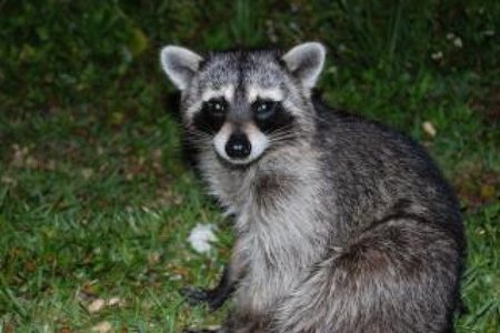 Muchas más cosas que no sabías sobre animales que creías conocer muy bien (IV)