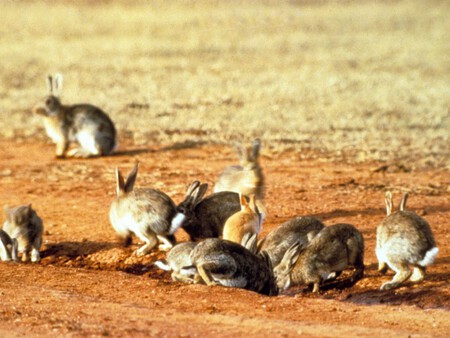 Csiro Scienceimage