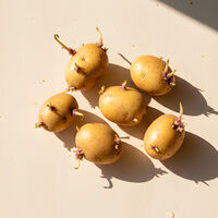 Encontré papás germinadas en mi refri ¿me las puedo comer? Esto dicen los expertos