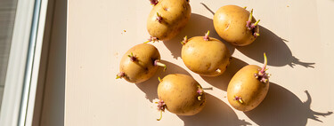 Encontré papás germinadas en mi refri ¿me las puedo comer? Esto dicen los expertos
